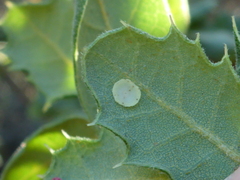 Paracraspis guadaloupensis