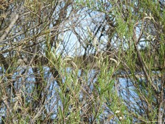 Tamarix gallica