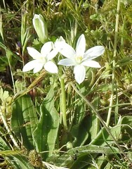 Ornithogalum baeticum