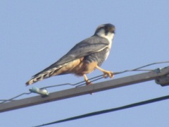 Falco femoralis