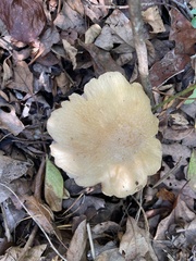 Russula earlei