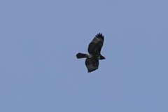 Buteo jamaicensis