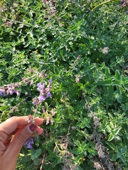 Nepeta racemosa