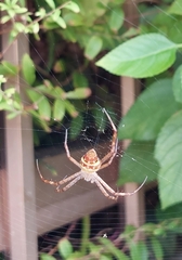 Argiope minuta