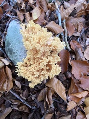 Ramaria flava