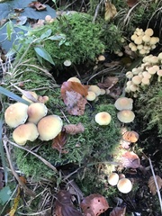 Hypholoma fasciculare