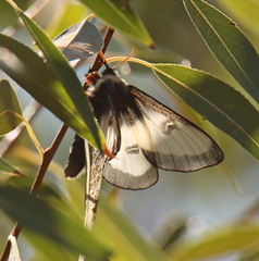 Hemileuca nevadensis