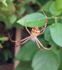 Argiope minuta