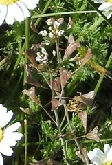 Capsella bursa-pastoris