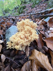 Ramaria flava