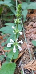 Stachys bullata