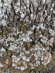 Myelochroa aurulenta