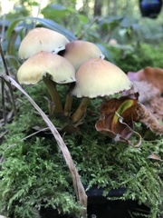 Hypholoma fasciculare