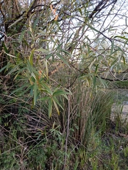 Sapium haematospermum