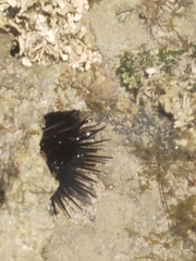 Echinoidea
