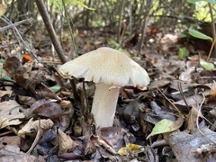 Russula earlei