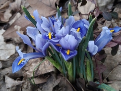 Iris reticulata