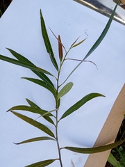 Sapium haematospermum