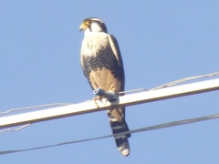 Falco femoralis
