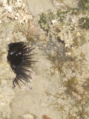 Echinoidea