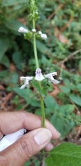 Stachys bullata