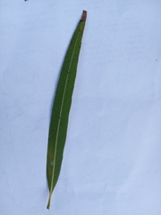 Sapium haematospermum