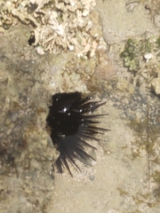 Echinoidea