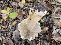 Russula earlei