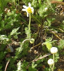 Anthemis arvensis