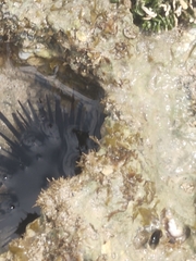 Echinoidea