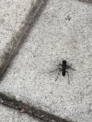 Cylindromyia bicolor