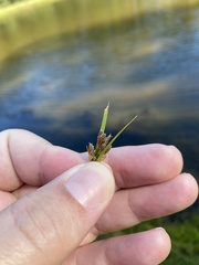 Fimbristylis dichotoma