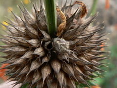 Agonoscelis puberula