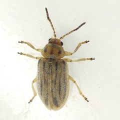 Ophraella