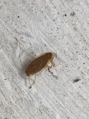 Neoblattellini