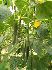 Cucumis sativus