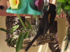 Icterus pyrrhopterus