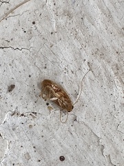 Neoblattellini
