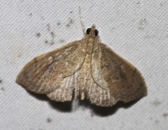 Hyalobathra