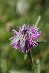 Zygaena filipendulae