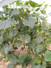 Cucumis sativus