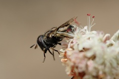 Copestylum marginatum