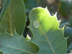 Paracraspis guadaloupensis