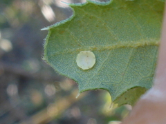 Paracraspis guadaloupensis