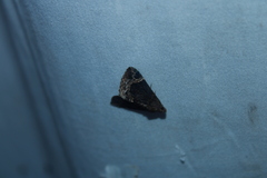 Hypena abalienalis