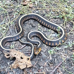 Thamnophis sirtalis concinnus