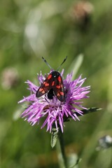 Zygaena filipendulae
