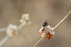 Copestylum marginatum