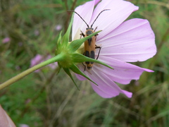 Chauliognathus limbicollis