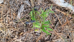Crotalaria sagittalis